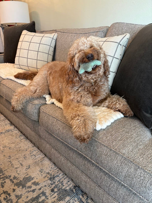 Puppy Jo doodle