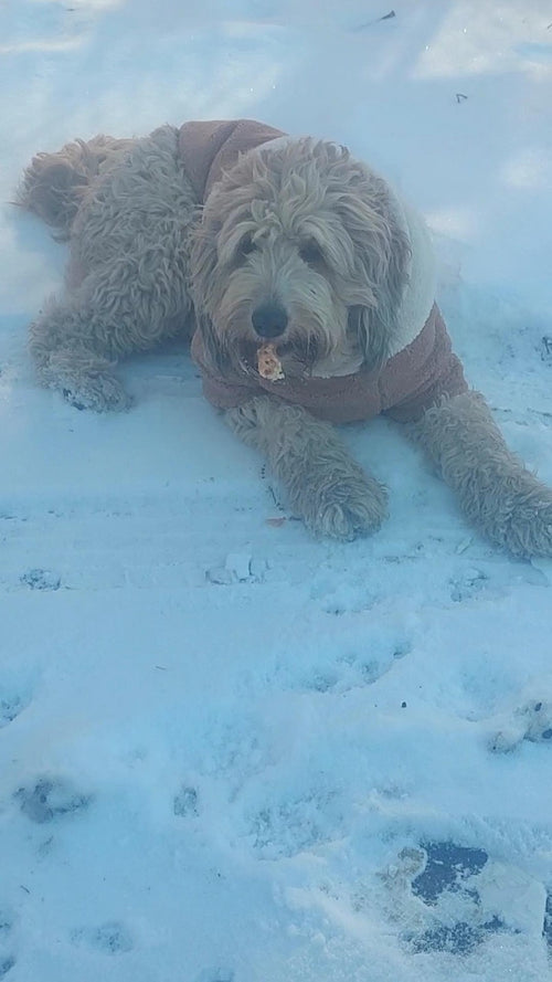 Puppy Jo doodle