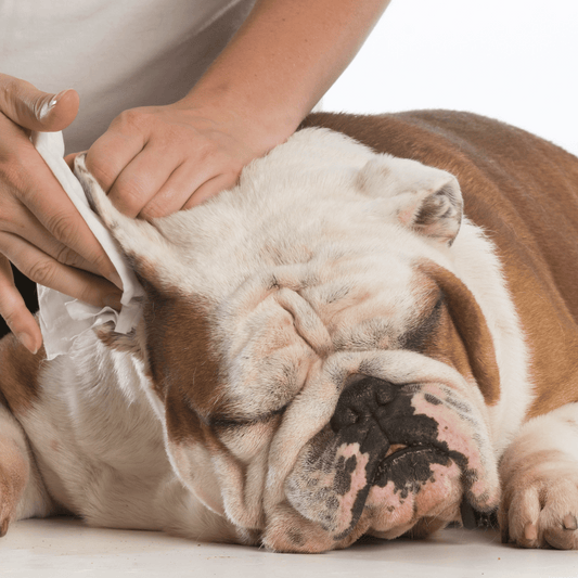How Can You Keep Your Dog From Getting Ear Infections?