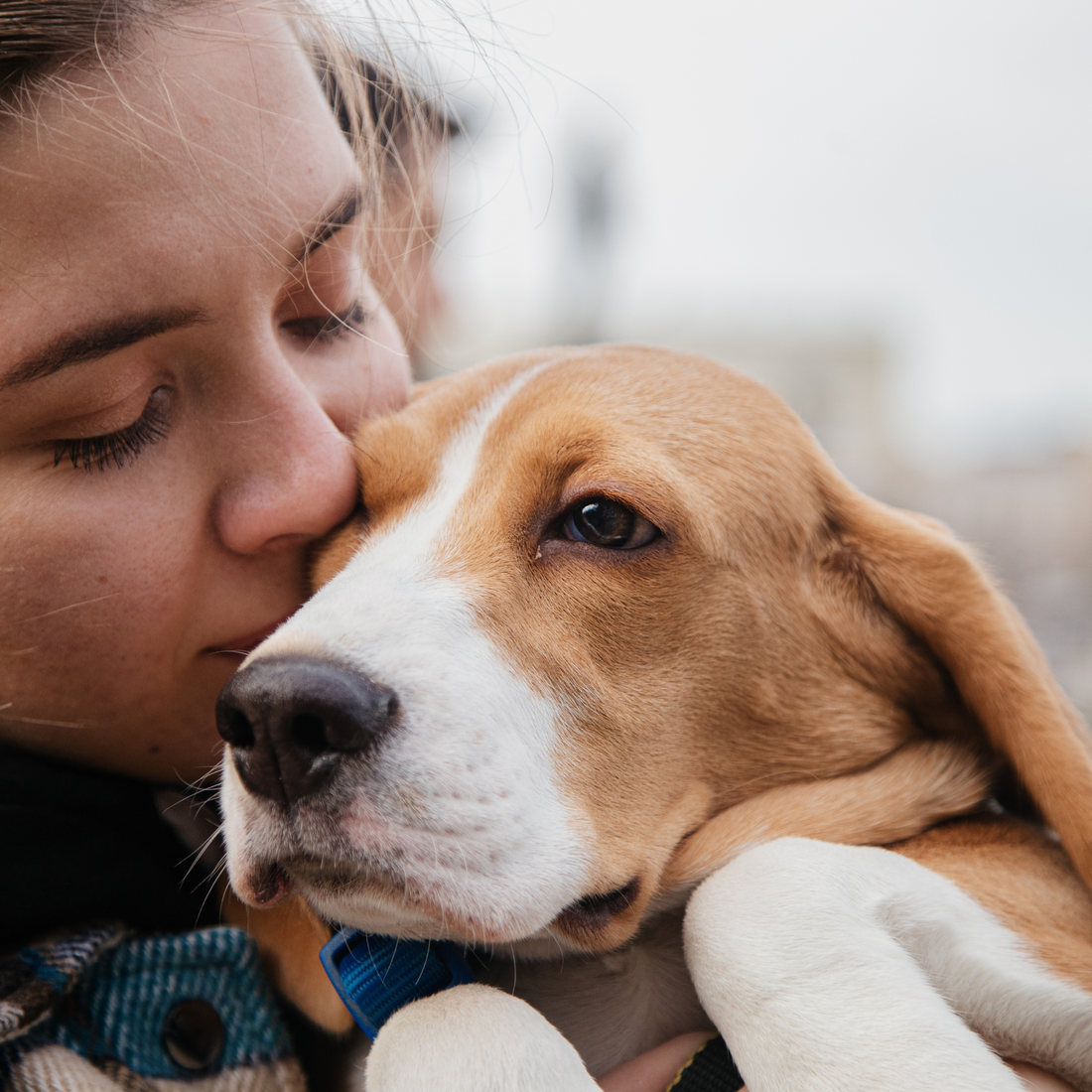 Navigating Canine Grief: Understanding and Coping with the Loss of You 