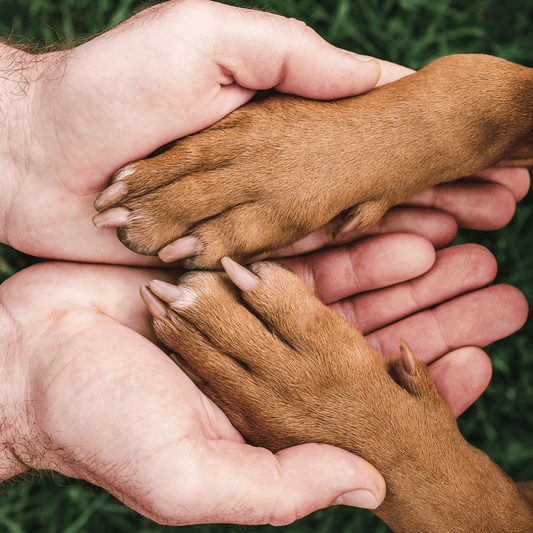 Green Paws: How to Practice Eco-Friendly Pet Care