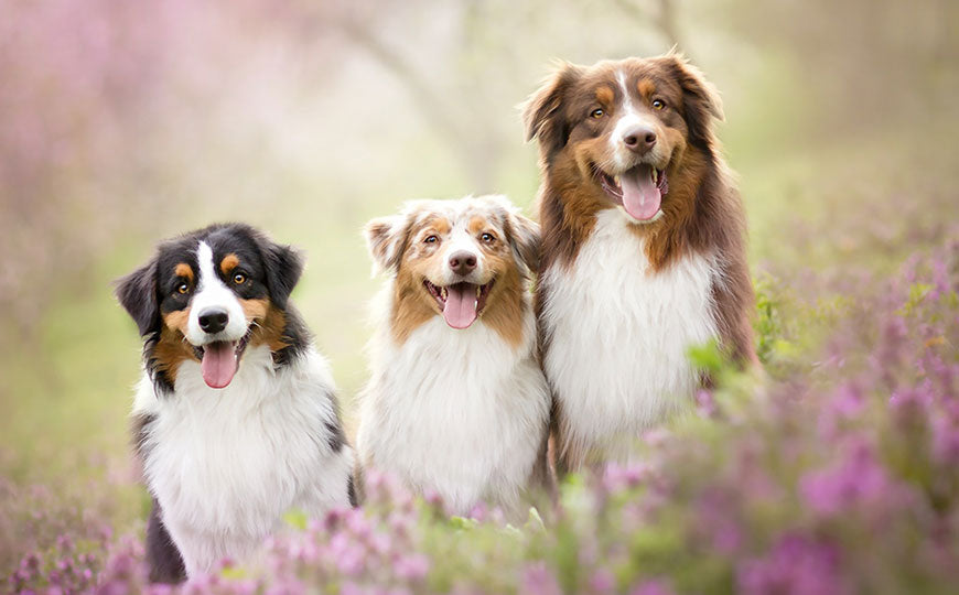 Am I Ready for a Puppy?