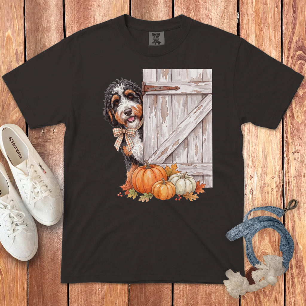 Bernedoodle peeking from behind barn door with pumpkins and fall leaves.