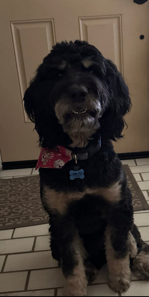 Auggie