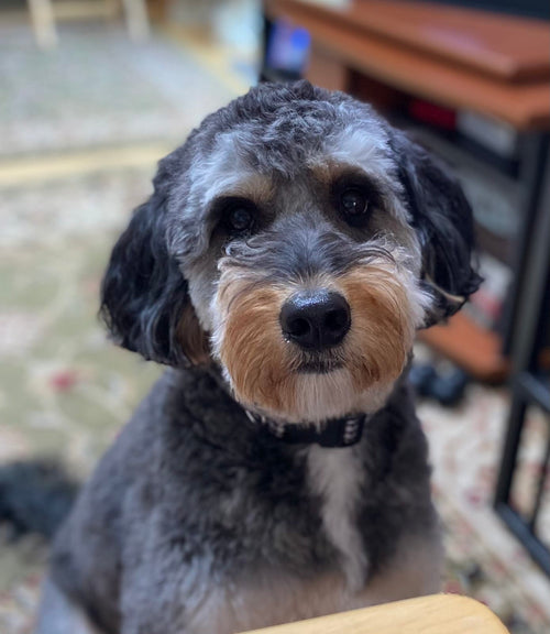 Harvey