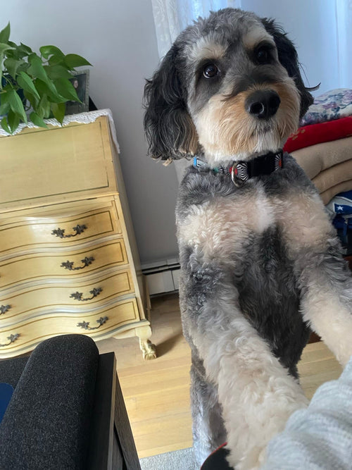 Harvey