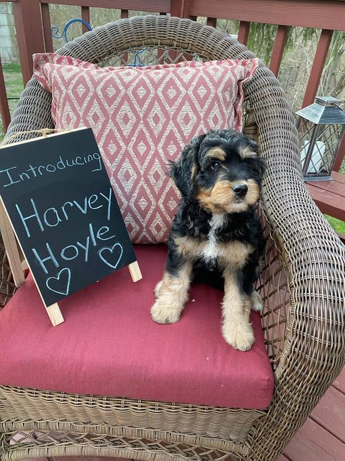 Harvey