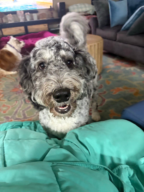 Isla