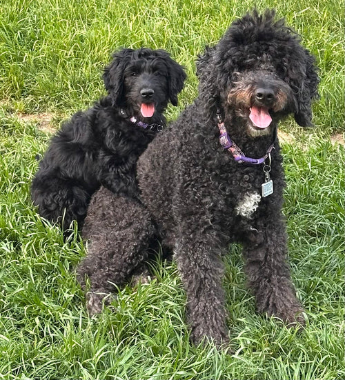 Lily & Roxy