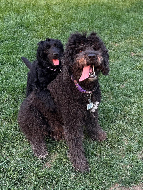 Lily & Roxy