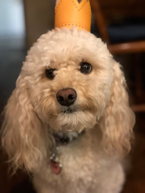 Macy