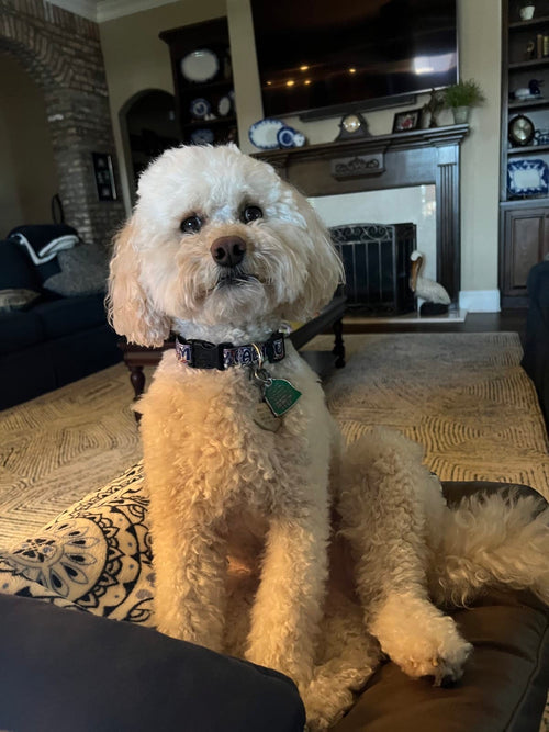 Macy