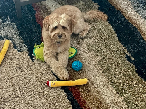Maisy