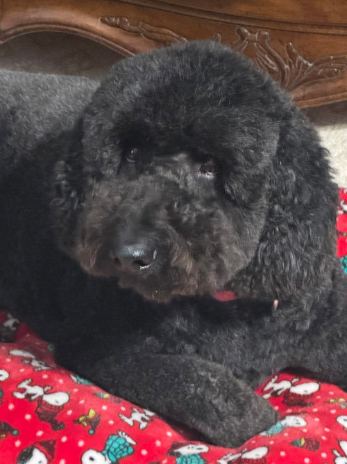 Max