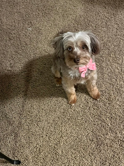 Penny