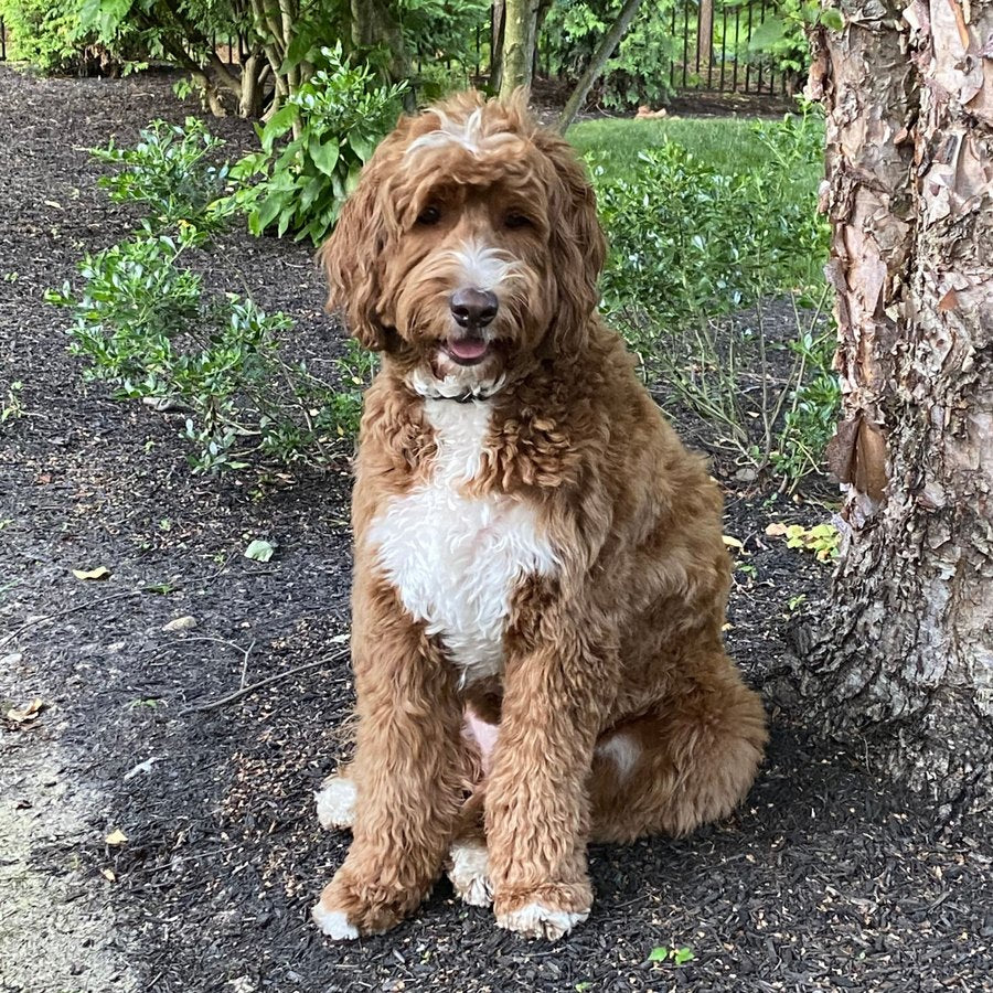 1. Upload your dog's photo